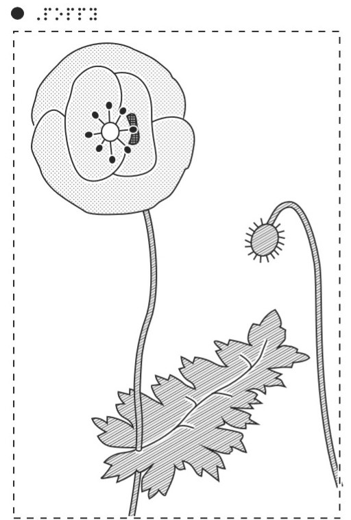 tactile image of a Poppy flower on a stem.